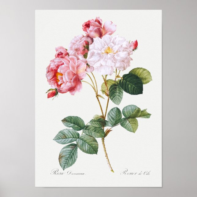Rosa Damascena Poster (Front)