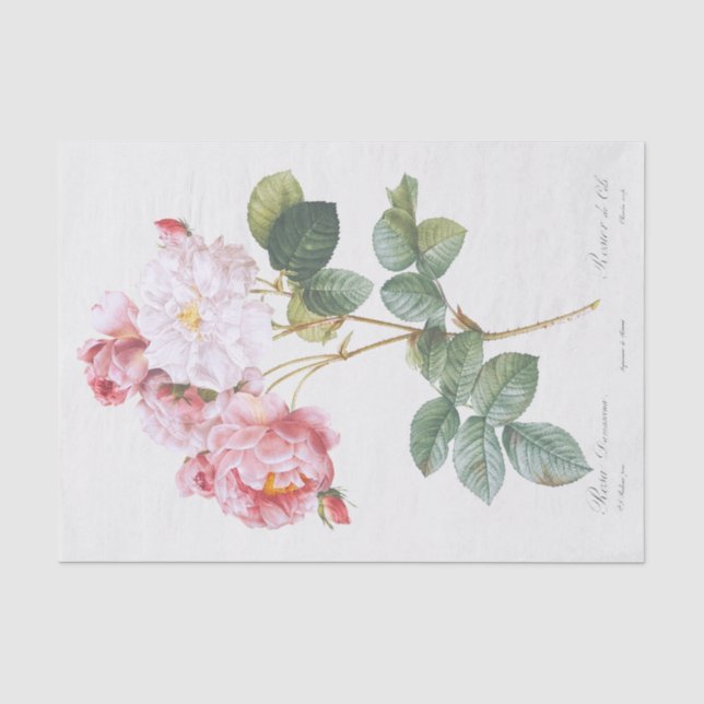 Rosa damascena tissue paper (Front)