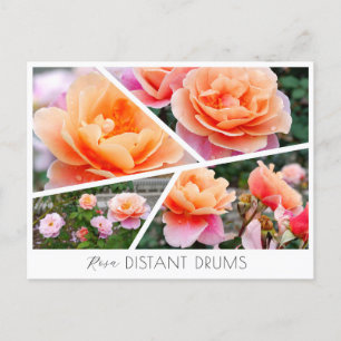 Rosa Distant Drums Postcard
