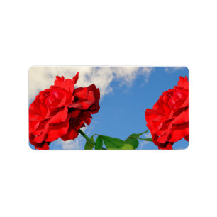 Rosa Don Juan with a blue sky Label