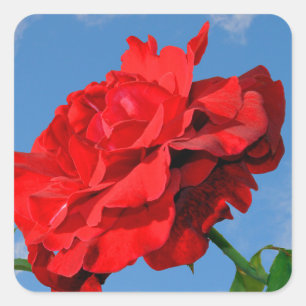Rosa Don Juan with a blue sky Square Sticker