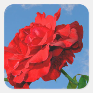 Rosa Don Juan with a blue sky  Square Sticker