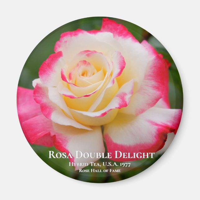 Rosa Double Delight Magnet (Front)