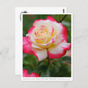 Rosa Double Delight Postcard