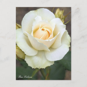 Rosa Edelweiss:Postcard Postcard