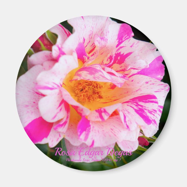 Rosa Edgar Degas [Round Magnet] Magnet (Front)