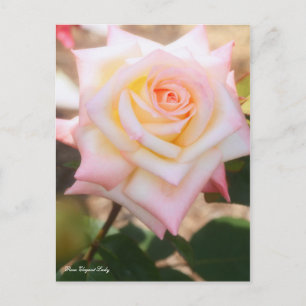 Rosa Elegant Lady [Postcard] Postcard