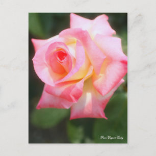 Rosa Elegant Lady [Postcard] Postcard