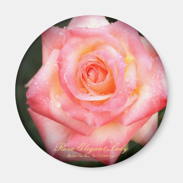 Rosa Elegant Lady:Round Magnet (Front)