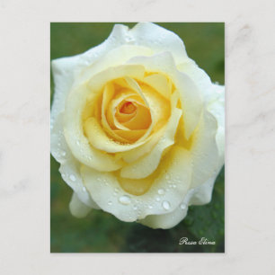 Rosa Elina [Postcard] Postcard