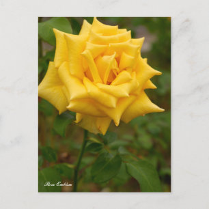 Rosa Emblem ポストカード Postcard