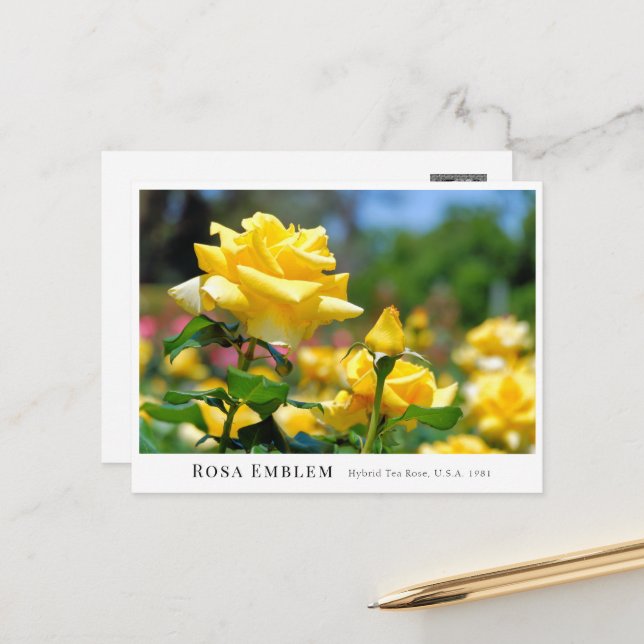 Rosa Emblem Postcard (Front/Back In Situ)