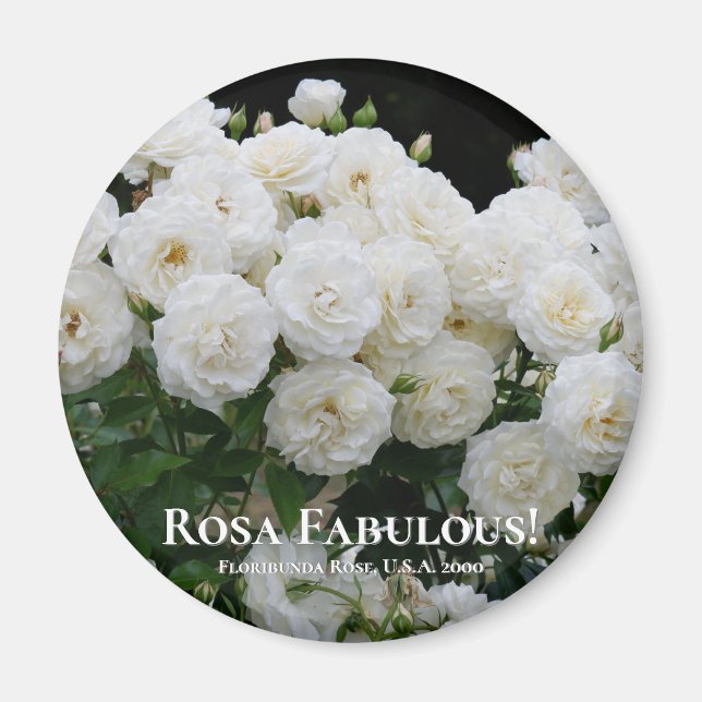 Rosa Fabulous! Magnet (Front)