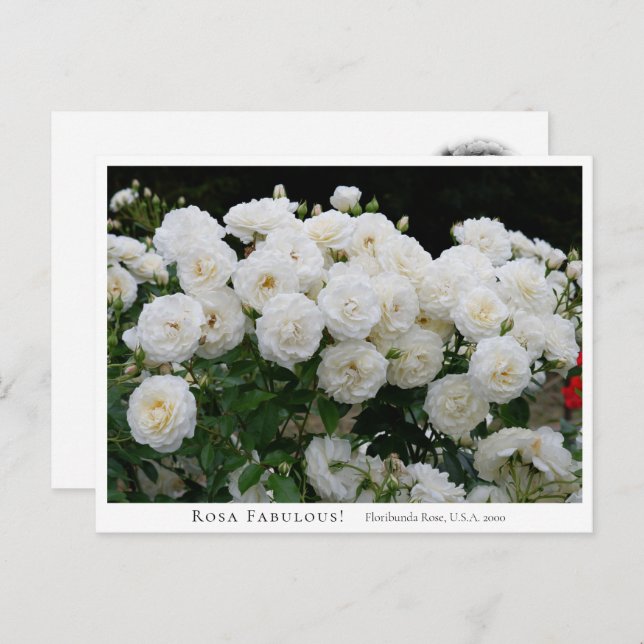 Rosa Fabulous! Postcard (Front/Back)