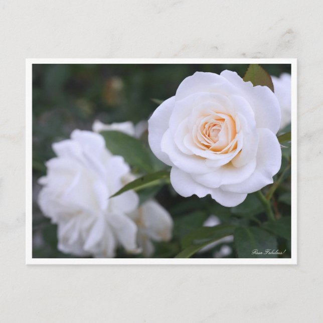 Rosa Fabulous!(Ver.2.0)：Postcard Postcard (Front)
