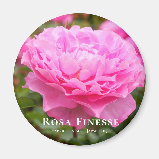 Rosa Finesse Magnet (Front)