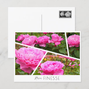 Rosa Finesse Postcard