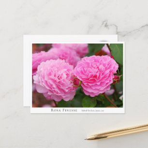 Rosa Finesse Postcard