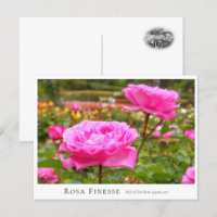 Rosa Finesse