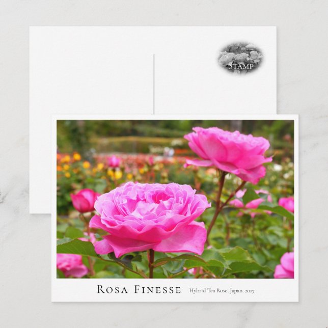 Rosa Finesse Postcard (Front/Back)