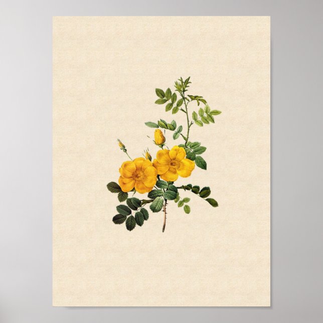 Rosa foetida poster (Front)