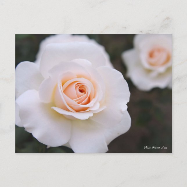 Rosa French Lace [Postcard] Postcard (Front)