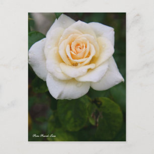 Rosa French Lace [Postcard] Postcard