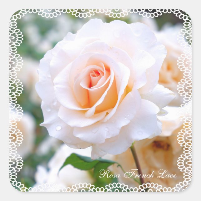 Rosa French Lace [Square Seal] Square Sticker (Front)
