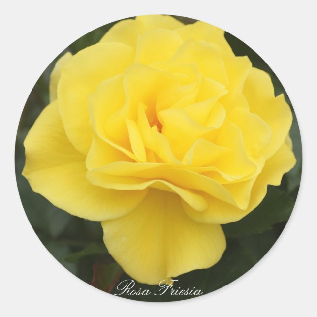 Rosa Friesia Classic Round Sticker (Front)