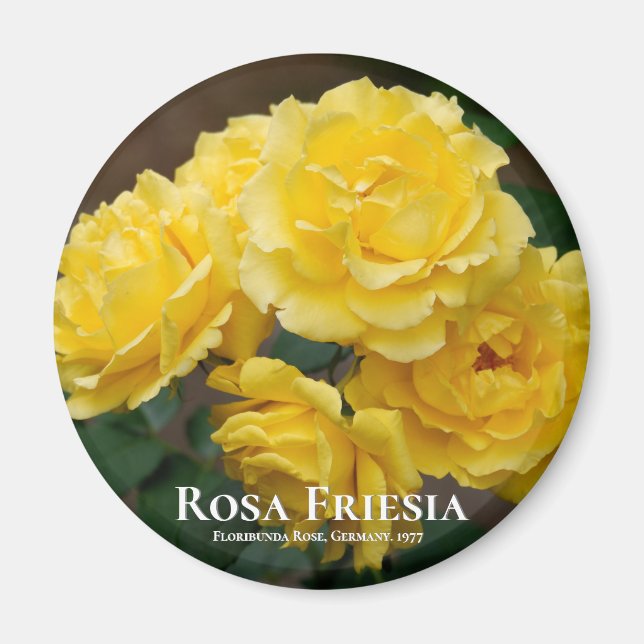 Rosa Friesia Magnet (Front)
