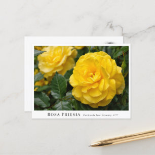Rosa Friesia Postcard