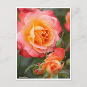 Rosa Fruite:Postcard Postcard