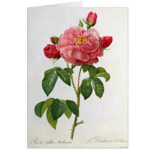 Rosa Gallica Aurelianensis