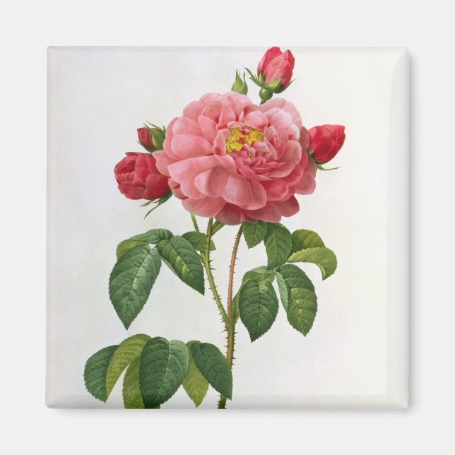 Rosa Gallica Aurelianensis Magnet (Front)