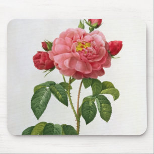 Rosa Gallica Aurelianensis Mouse Pad