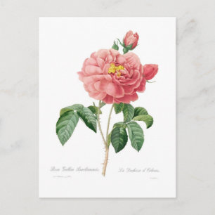 Rosa gallica aurelianensis postcard