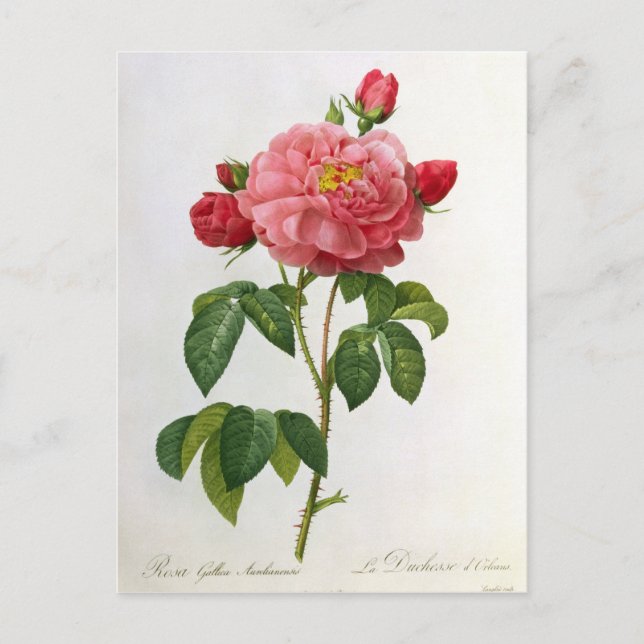 Rosa Gallica Aurelianensis Postcard (Front)