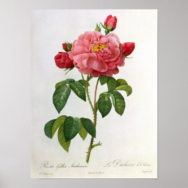 Rosa Gallica Aurelianensis Poster (Front)