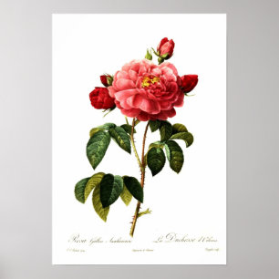 Rosa gallica aurelianensis poster