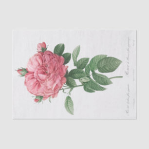 Rosa gallica flore giganteo tissue paper