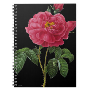 Rosa Gallica Notebook