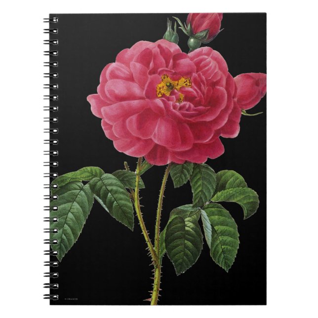 Rosa Gallica Notebook (Front)