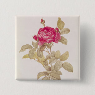 Rosa Gallica Pontiana, from 'Les Roses' 15 Cm Square Badge