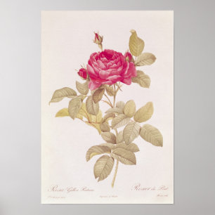 Rosa Gallica Pontiana, from 'Les Roses' Poster