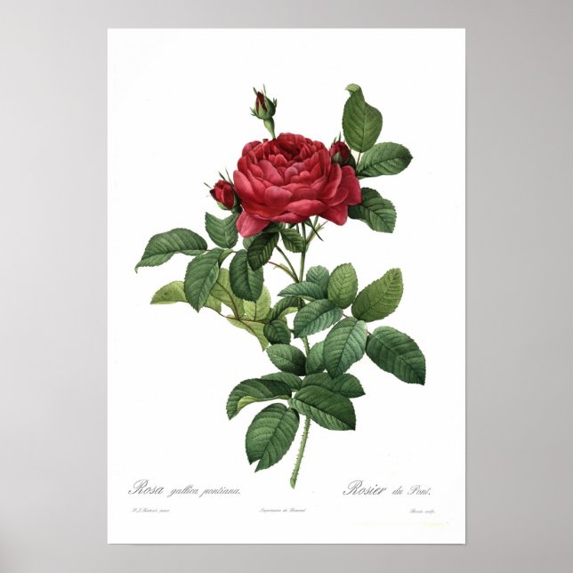Rosa gallica pontiana poster (Front)