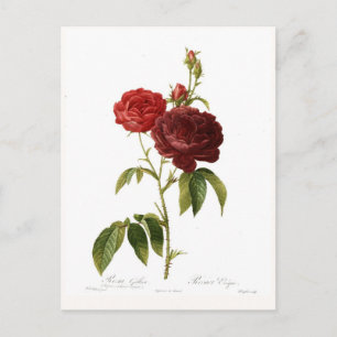 Rosa gallica purpuro-violacea magna postcard