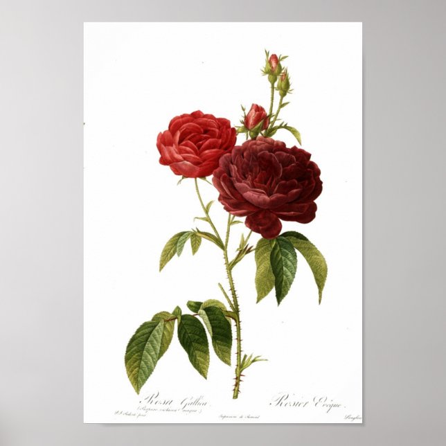 Rosa gallica purpuro-violacea magna poster (Front)