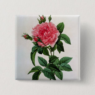 Rosa Gallica Regallis 15 Cm Square Badge