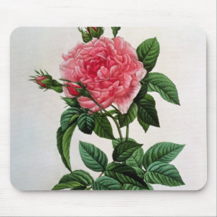 Rosa Gallica Regallis Mouse Pad