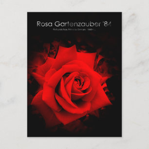 Rosa Gartenzauber '84：Postcard Postcard